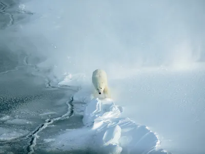 A polar bear walking in Svalbard, Norway.