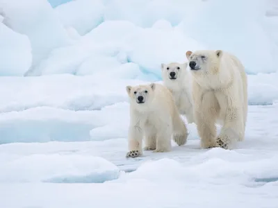 Polar bear mom and cubs walking through the snow