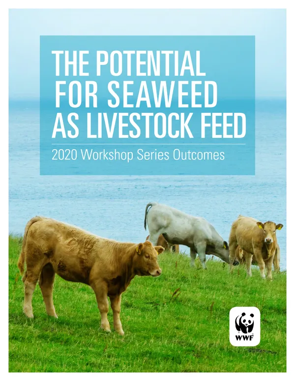 A report cover showing brown cows and a white cow walking in a green field overlooking the sea
