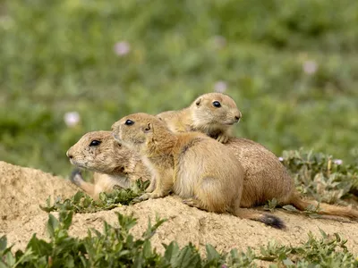 A group of prairie dogs.