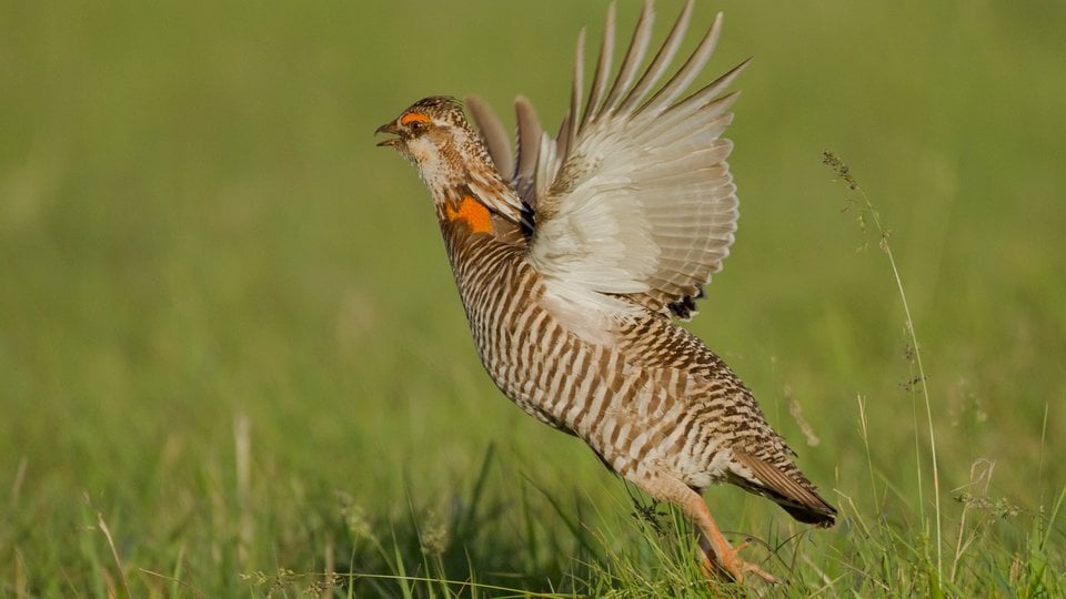A striped prairie chicken displays it's wingspan in a green field.