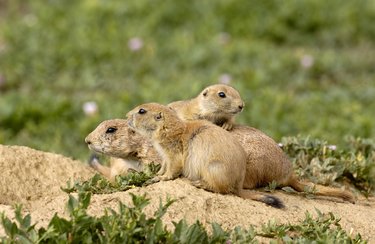 A group of prairie dogs.