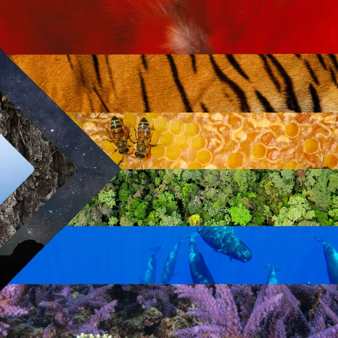 Progressive Pride flag compromised of various species and landscapes