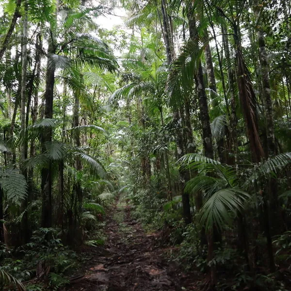 Pristine jungle, Atlantic Forest, Brazil