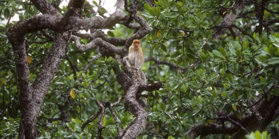 Long range photo of a proboscis monkey sits in a mangrove tree