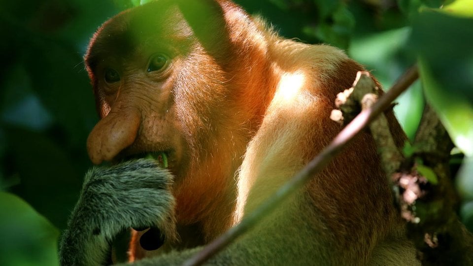 A proboscis monkey chews on a leaf up in a tree