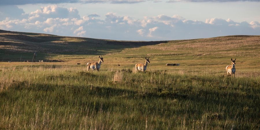 Three pronghorn stand in hilly grassland as the sun sets in Nebraska.
