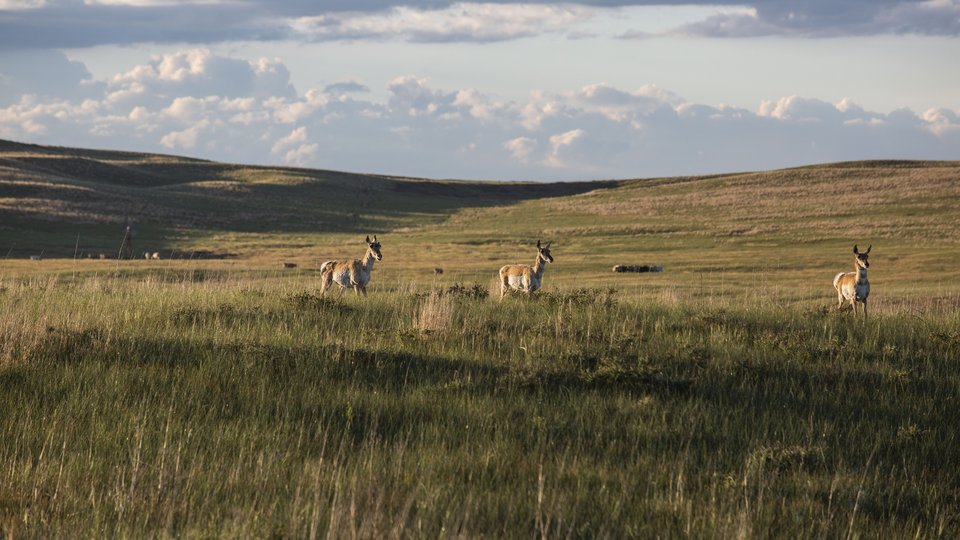 Three pronghorn stand in hilly grassland as the sun sets in Nebraska.