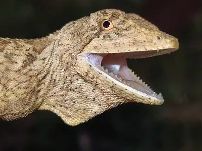 Ptyctolaemus Chindwinesis opens its mouth wide against a dark background