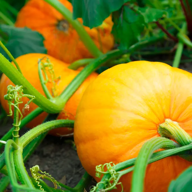Three bright green pumpkins flanked by green vines.
