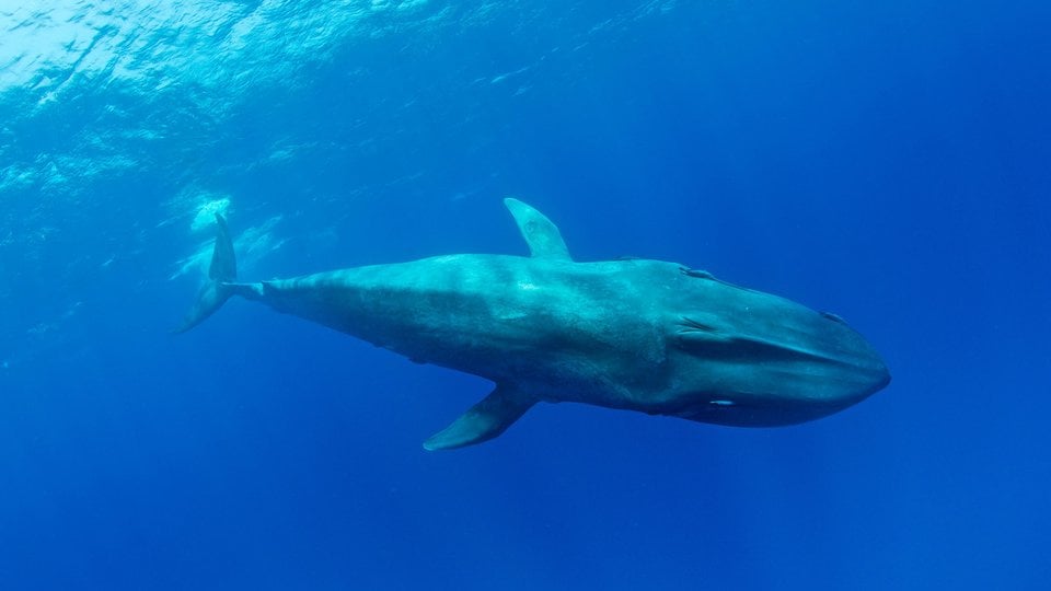 A pygmy blue whale swims in a bright blue ocean