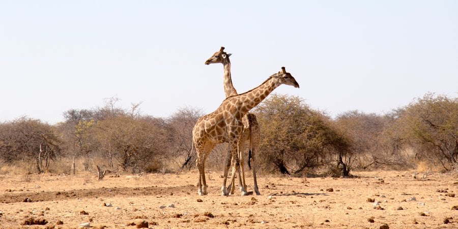 A pair of giraffes in a brown dusty landscape