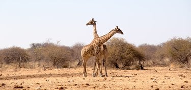 A pair of giraffes in a brown dusty landscape