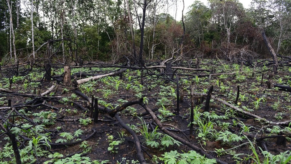 WWF is working in the Mai Ndombe region of the Democratic Republic of Congo to build community engagement in reducing emissions from deforestation and forest degradation, also known as REDD+. Our aim, in collaboration with communities and governmen