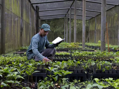 An employee from REGUA—a key local WWF restoration and conservation partner in the Brazilian state of Rio de Janeiro—recording the number of seedlings at the organization’s nursery. These seedlings will be planted to help restore fragmented areas of the Atlantic Forest.