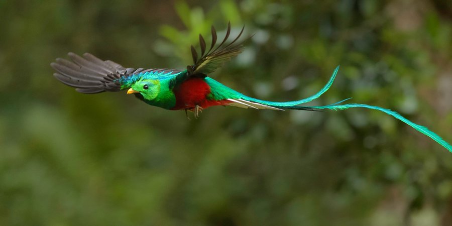 Colorful bird with long tail in flight