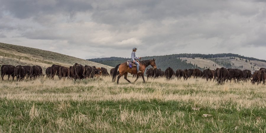 Rancher on horseback watching cattle