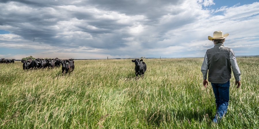 A rancher walks toward some black cows in bright green grass