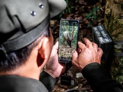 A ranger reviews a trailcam image on his smartphone