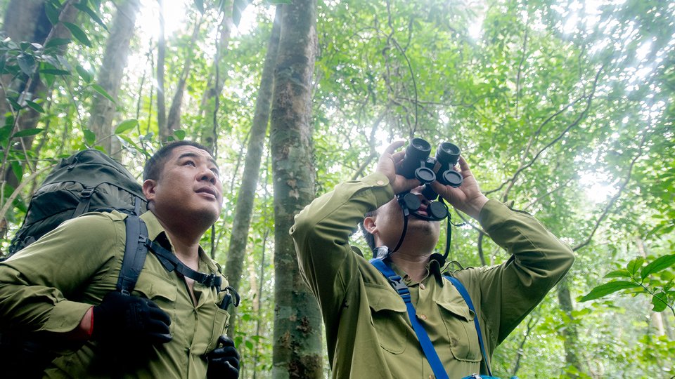 Two rangers study treetops with binoculars