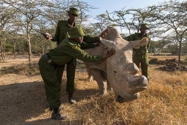 Three rangers tend to a rhino on a sunny day in Kenya