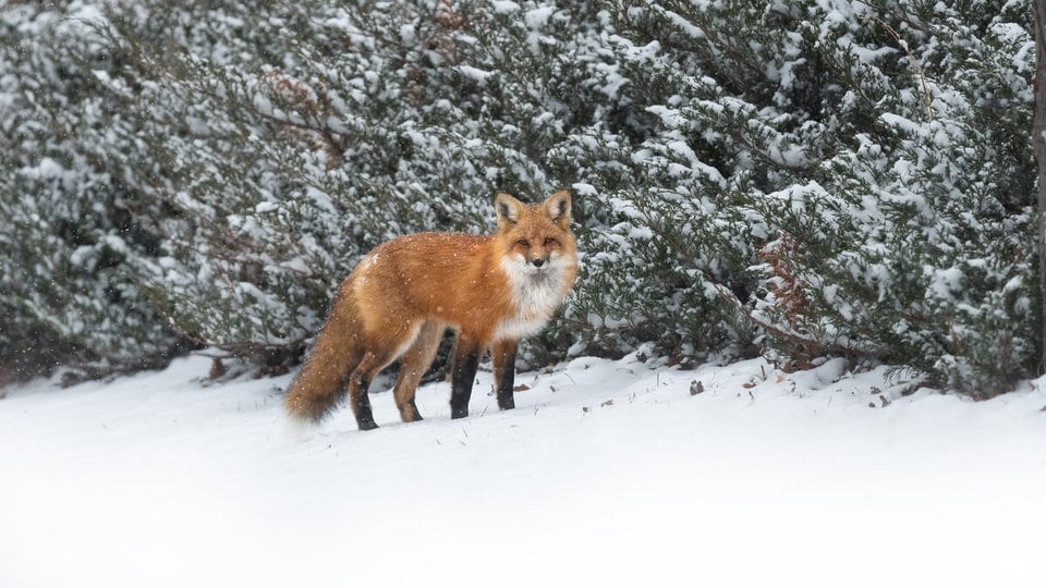 A red fox stands in the snow in front of a row of dense green bushes