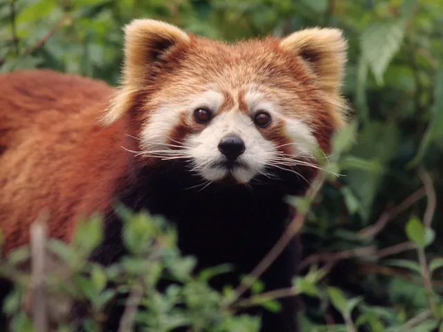 A red panda peeking through green foliage