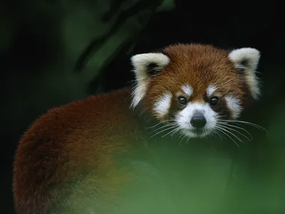 A red panda surrounded by green foliage