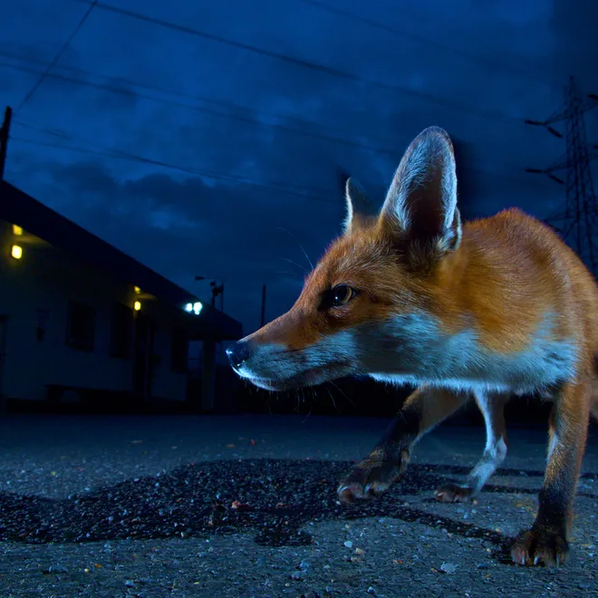 Close up of a red fox at night with a fish-eye lens sneaking across a paved road.