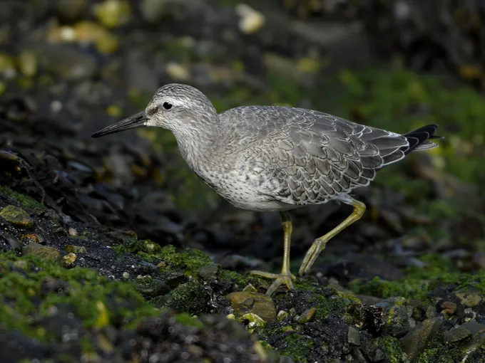 Red knot bird at rest on ground