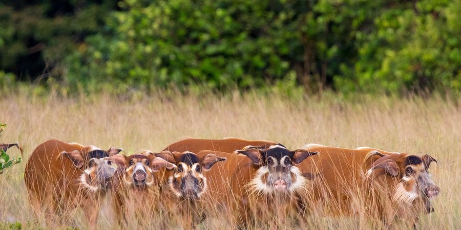Wild hogs gathered in high brown grass