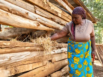 Redemptor Muutu feeds one of goats owned by the Iungani Women Group