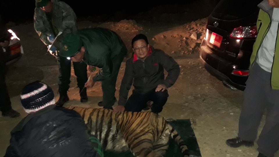 Dechen Dorji places a hand on a safely tranquilized tiger during a rescue