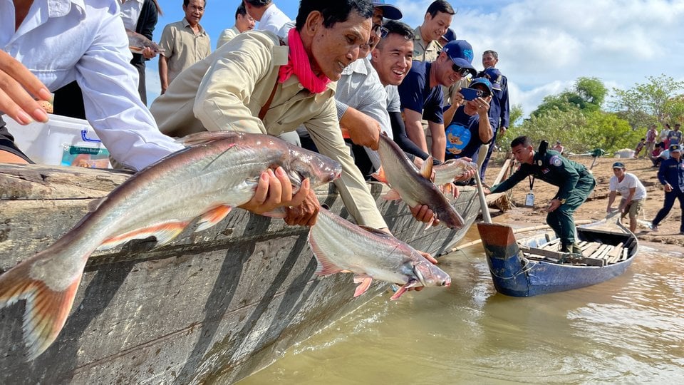 Researchers releasing fish back into the Mekong (c) Fishbio.jpg