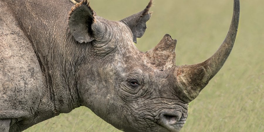 A closeup of a head and torso of a large gray rhino.