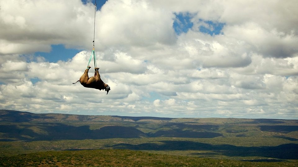 An adult black rhino is relocated by helicopter and gently released onto the ground while a row of conservation professionals wait below