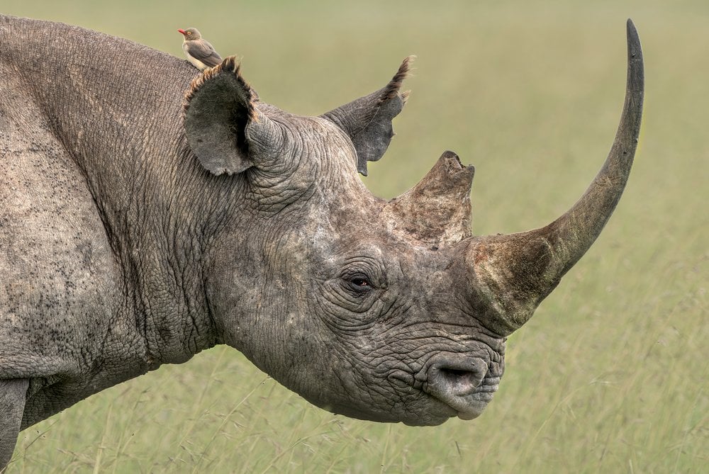 Tracking Black Rhino Comeback | World Wildlife Fund