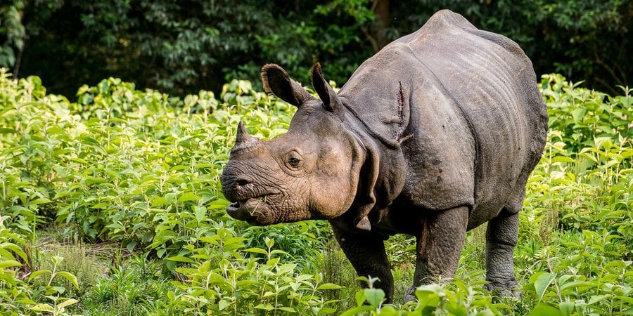 A greater one-horned rhino chews leaves in a verdant area of Nepal
