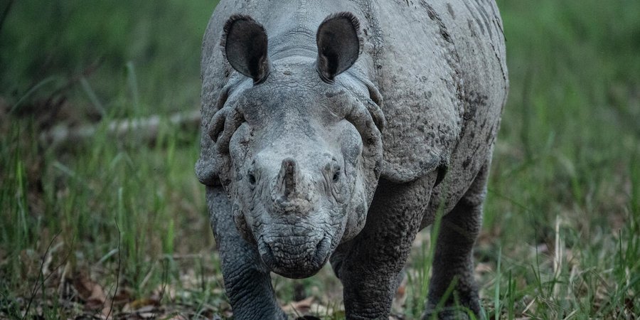 A rhino in Nepal looks directly at the camera on green grass