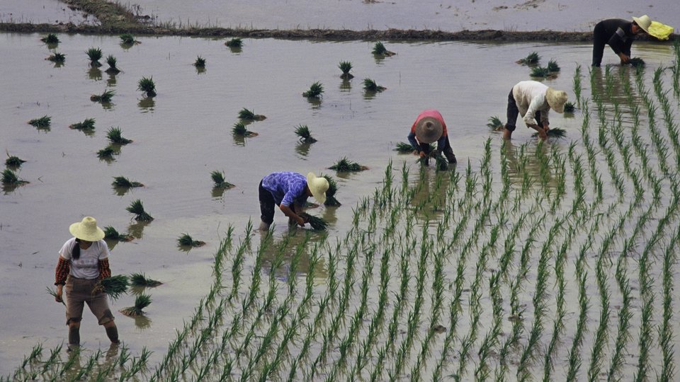 Several rice farms harvest rice in a flooded rice paddy.