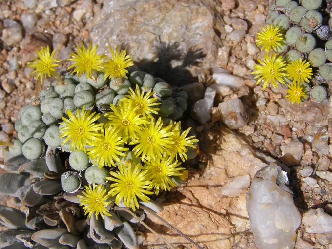 Desert landscape with yellow flowers