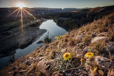 Wildflowers grow on the slopes above the Rio Grande just outside of Terlingua and Big Bend, Texas.