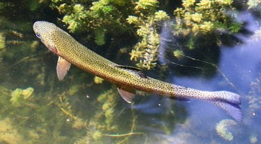 A shiny bespeckled trout swimming near plants in shallow water.