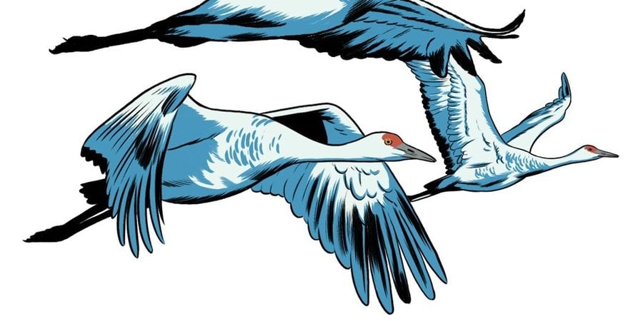 Illustration of 3 cranes flying