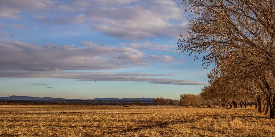 Flat landscape with brown grass, distant mountains, and snow geese flocks in a blue sky