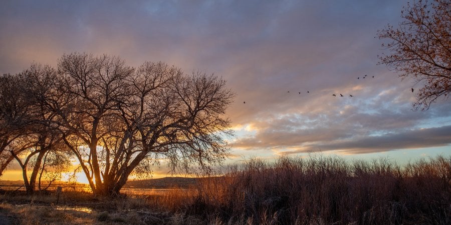 Sunset showing silhouetted trees, colorful sky, birds