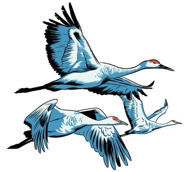 Illustration of 3 cranes flying
