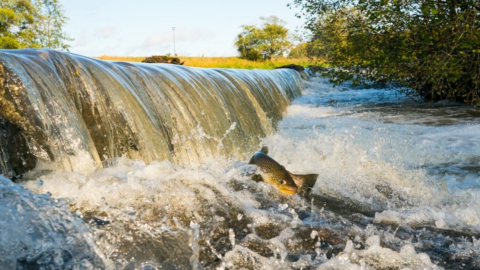 A trout jumps out of the river by a small waterfall on a sunny day