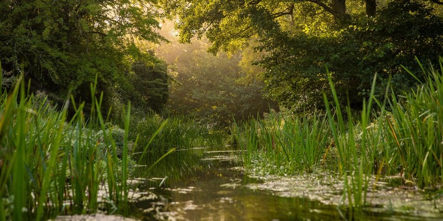 Early morning sunlight shines on a small river amid grassy underbrush