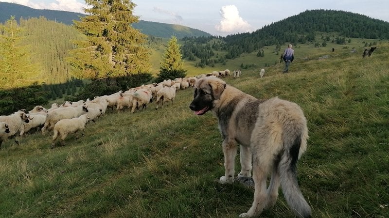 A large tan and black dog shepherds a flock of sheep along a grassy hill with evergreen trees in the background